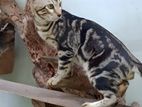 Bengali Cats