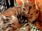 Bengali Cats