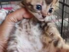 Bengali Cats