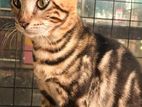Bengali Cats