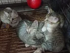 Bengali Cross Kittens