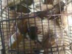 Finches Birds
