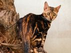 Bengali male cat