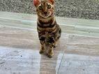 Bengalian Type Cat