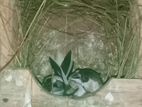 bengeil finches briding pair