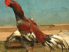 Rooster