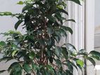 Weeping Fig Benjamina Plant