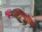 Bentam Chicken