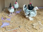 Bentam Chicks