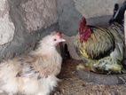 Bantam Chicken