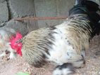 Bentam Chicken