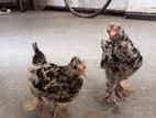 Bentam Chicks (Bantan, Bentan)
