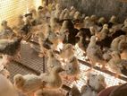 Bentam Chicks