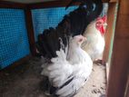 Bantam Chicken