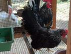Bantam Chicken