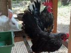 Bantam Chicken