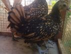 Bantam Pair