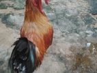 Bentam Rooster