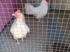 bentan chicken