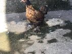 Bentan Chicks