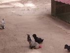 Bantam Koli