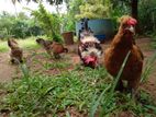 Bantam Chicken