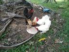 bentem chicken