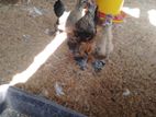 Bantan Chicken