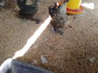 Bantam Chicken