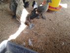 Bantem Chicks