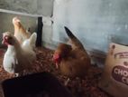 Bentem Chicken