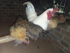 Bantam Chicks