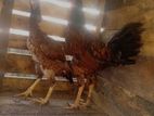 Banton Rooster