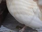 Bentham Chicken