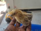 Chicks