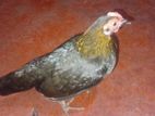 බෙන්ටෙන් කිකිලියෙක්