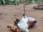 බෙන්ටෙන් කුකුලන්