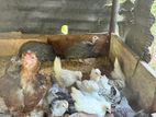 බෙන්ටම් කුකුළන්