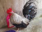 Bantam Chickens