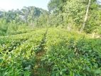 Beruwala: 14 Acers Highly Agricultural Lad with Tea, Rubber for Sale