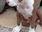 American Bully Puppies
