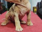 American Bully Puppies