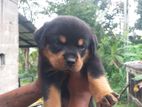 Breed Rottweiler Puppies (Registered)