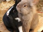 Rabbits