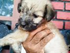 Terrier Puppy