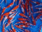 Best Kohaku Koi Fish