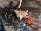 Farm Chicken