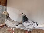 Pigeon