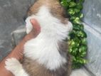 Female Shihtzu Puppy