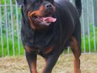 Rottweiler Puppies